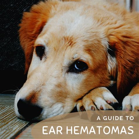 Hematoma: Swollen Dog Ear Flap and How a Vet Will Treat It.